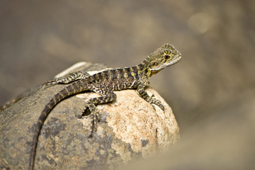 Detail of Australian water dragon in the natur.In Australia.