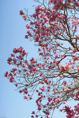 青空に咲く木蓮の花
