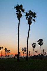 Sugar palm trees in the rice field at morning,countryside of Thailand
