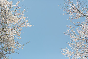 桜と青空