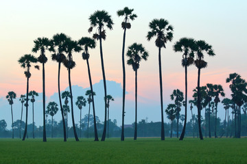 Sugar palm trees in the rice field at morning,countryside of Thailand