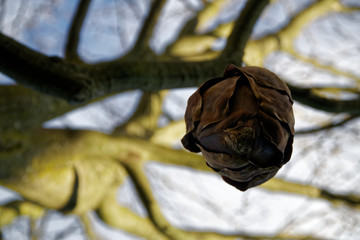 Dry banana flower of banana tree, close-up background for web site or mobile devices