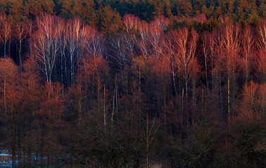 Siwiała Zmierzchu Ma Koronach Drzew © Wojciech Lisiński