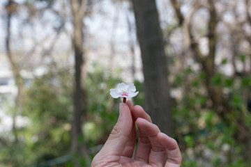 指先に花びら