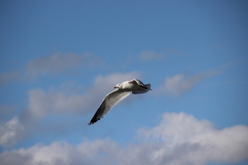 gull and clouds