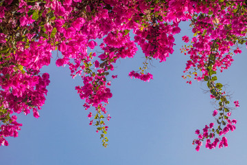Pink bougainvillea flowers. - obrazy, fototapety, plakaty