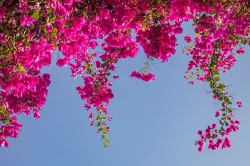 Fototapeten Rosafarbene Bougainvillea-Blüten. © perekotypole