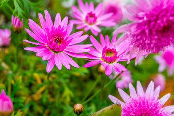 Fototapeta premium Beautiful pink flower in a blur background with flowers. pink marigold.