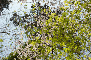 Fototapeta na wymiar 桜と緑