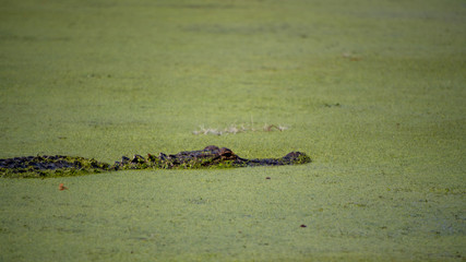 Alligator