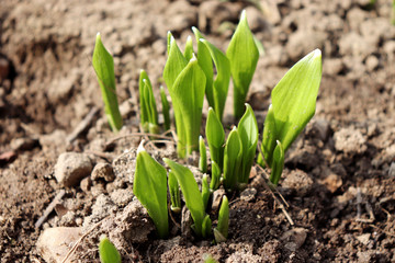 Young leaves of Ramsons, Allium ursinum,in early spring. Allium ursinum is a bulbous, perennial herbaceous monocot, that reproduces primarily by seed.