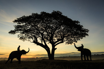 Two elephants stay at under the tree in the morning in Surin Thailand.