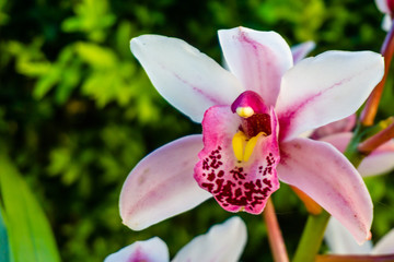 Fototapeta na wymiar Flowering orchids in the garden. Twigs beige orchids, floral background.