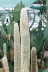 Different in form and color, cacti and succulents grow in the greenhouse.