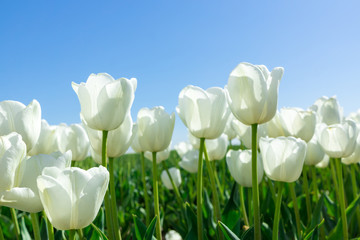 White Tulips on Background Blue Sky.