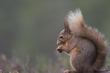 Naklejka na ściany i meble Red squirrel, Sciurus Vulgaris, sitting and walking along pine branch near heather in the forests of cairngorms national, scotland