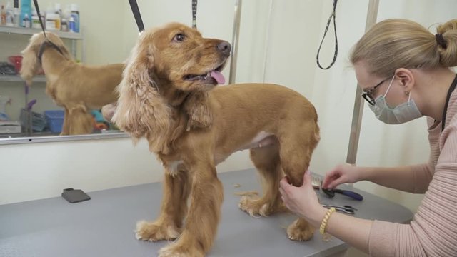 Groomer combs and cuts fur of golden cocker spaniel