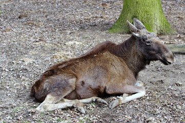 Pan Łoś © Konrad_elx