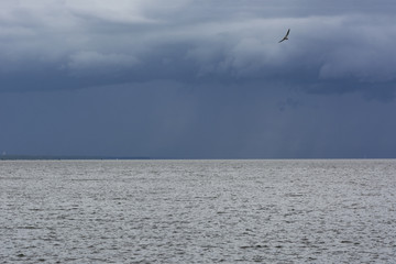 seascape, sea ,sky, clouds, bird, horizon