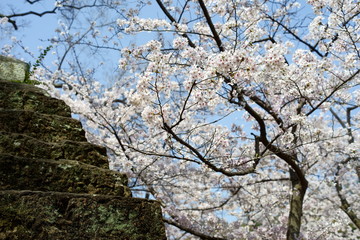 城壁の石段と満開の桜