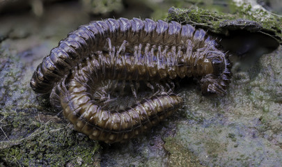 insects