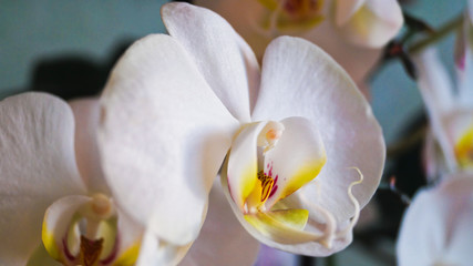  white Orchid flower
