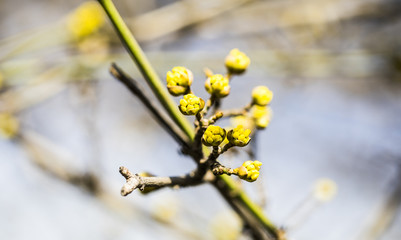 Flowers. Spring nature. 
