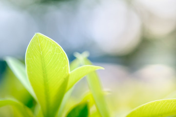 Close up of green nature leaf use for background or wallpaper.