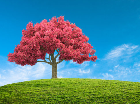 spring landscape with pink blossom tree