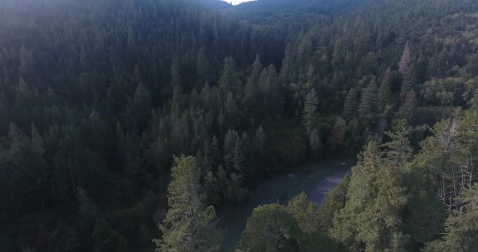 Over TALL Trees Fly To River Redwood, Aerial, 4K, 7s, 19of50, Forest Trees, Northern California Tallest Trees In The World, Sun Flare, Hyperion Tree,  World Record, Stock Video Sale - Drone