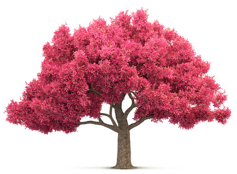 cherry blossom tree isolated 3D illustration