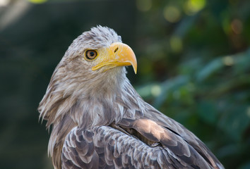 White-tailed Eagle bielik Haliaaetus albicilla © Slawomir
