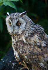 short-eared owl, Asio otus, sowa, uszatka © Slawomir