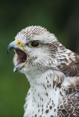 falcon, sokół