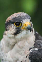 falcon, sokół © Slawomir