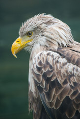 White-tailed Eagle bielik Haliaaetus albicilla
