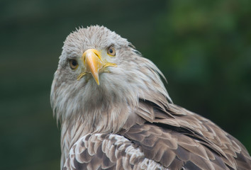 White-tailed Eagle bielik Haliaaetus albicilla