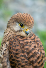 KESTREL, Falco tinnunculus, Pustułka