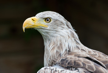 White-tailed Eagle bielik Haliaaetus albicilla - obrazy, fototapety, plakaty