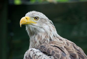 White-tailed Eagle bielik Haliaaetus albicilla © Slawomir
