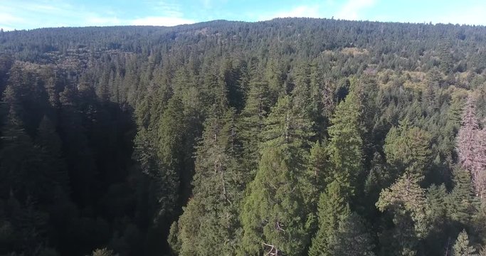 Flying Over Tree Tops LOW Redwood, Aerial, 4K, 25s, 27of50, Forest Trees, Northern California Tallest Trees In The World, Sun Flare, Hyperion Tree,  World Record, Stock Video Sale - Drone 