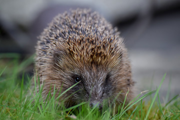 Hedgehog in garden