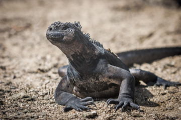 Iguana, eine Meeresechse auf Galapagos