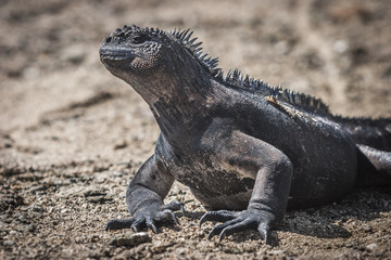 Iguana, eine Meeresechse auf Galapagos