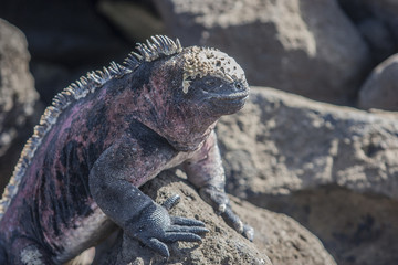 Iguana, eine Meeresechse auf Galapagos