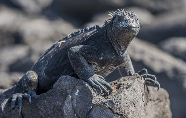 Iguana, eine Meeresechse auf Galapagos