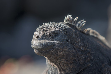 Iguana, eine Meeresechse auf Galapagos