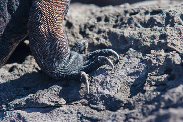 Iguana, eine Meeresechse auf Galapagos