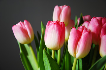 Bright pink tulips