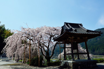 真浄寺の枝垂れ桜
